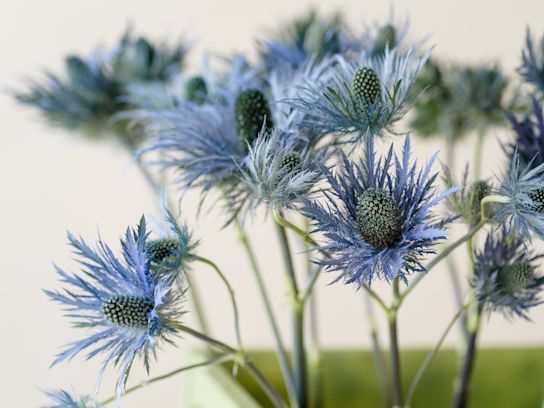 distel,paars,23 (2)