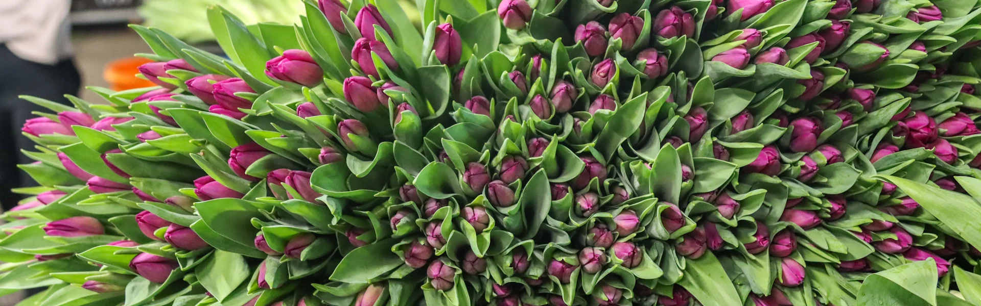 kleurrijke tulpen