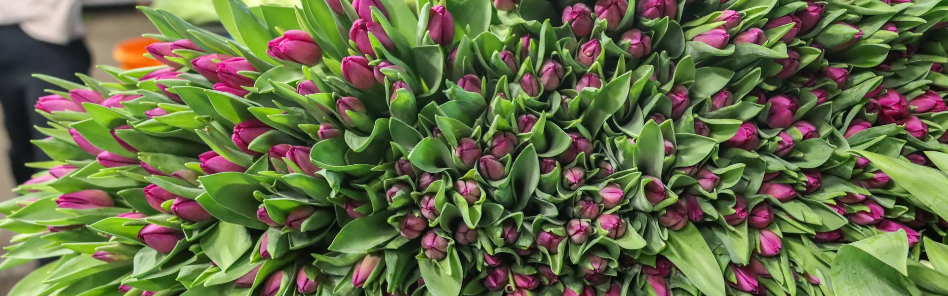 colorful tulips
