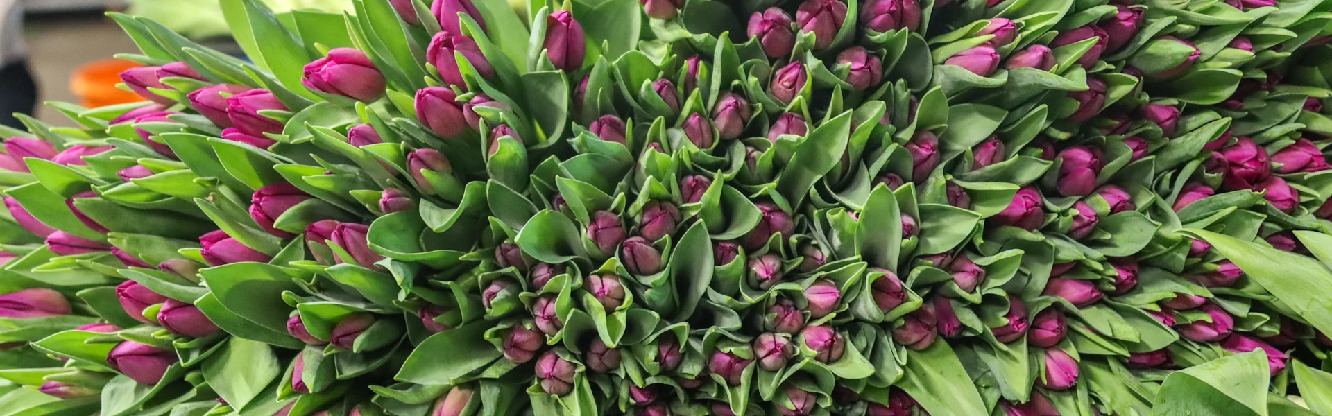 bunte tulpen