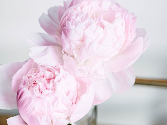 pioenen,roze,pecher,21 (2)