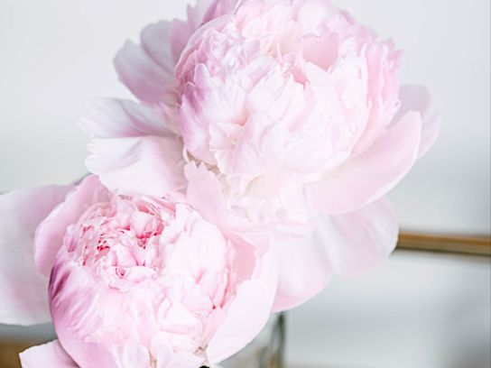 pioenen,roze,pecher,21 (2)