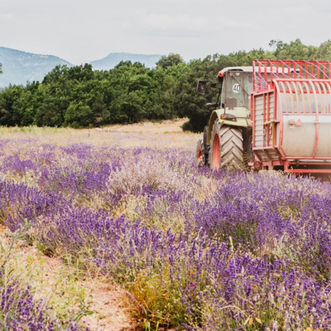 lavendel,paars,20