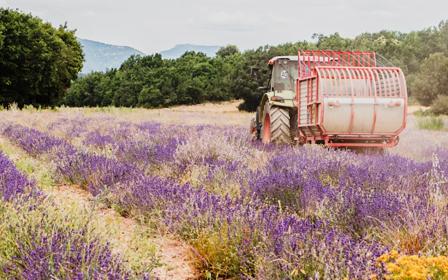 lavendel,paars,20
