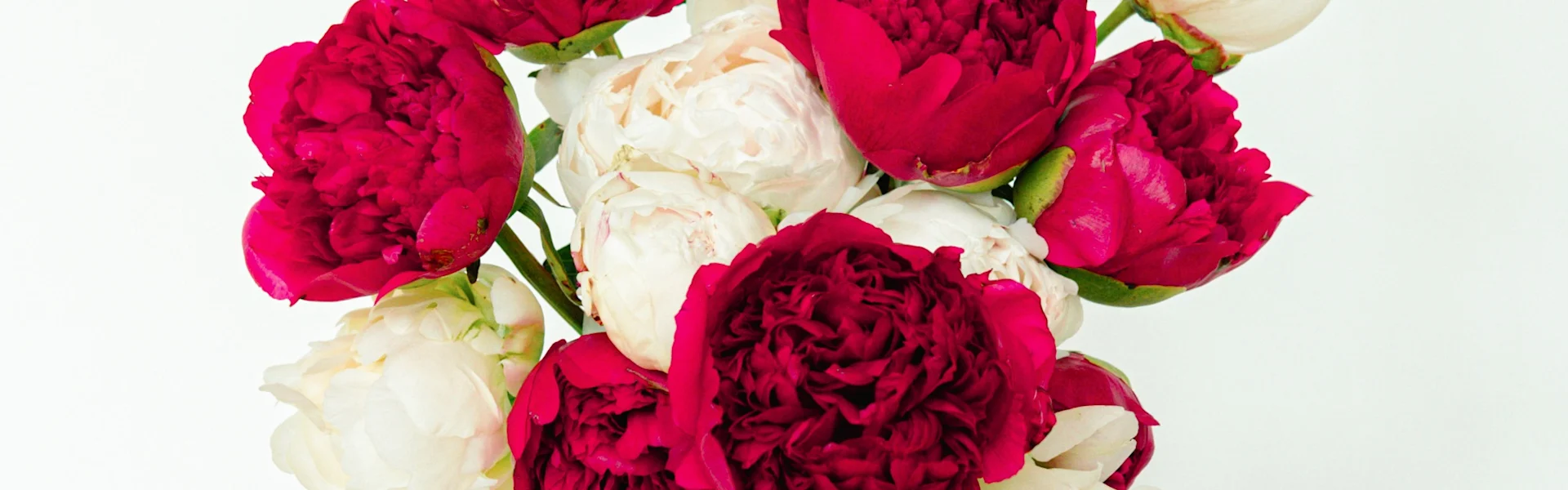 Peony of the week Command Performance