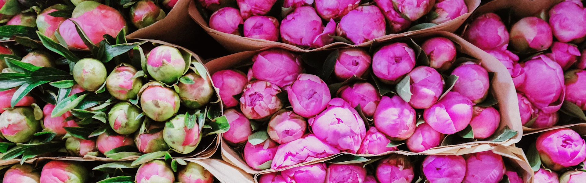exclusive peonies directly