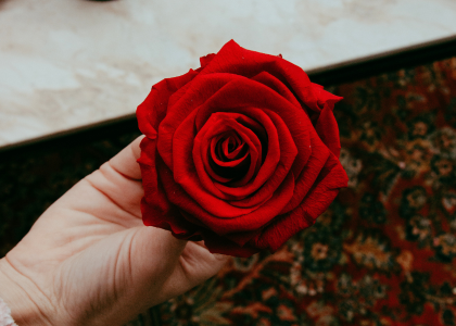 preserved,rozen,roze,23