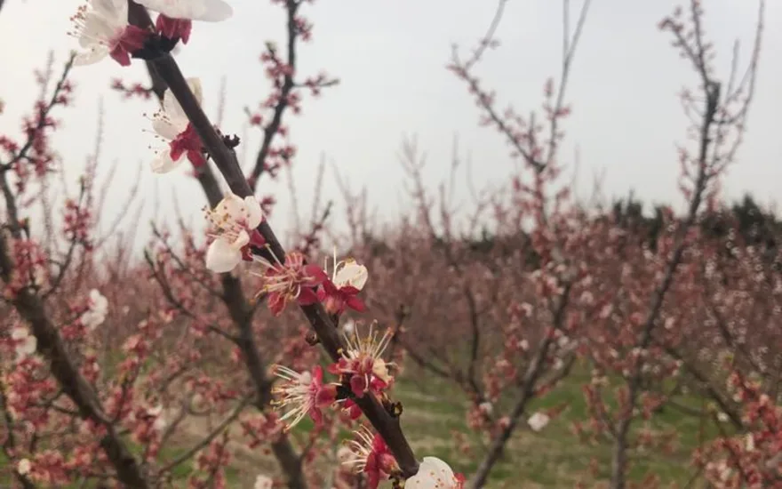 peachblossom,white,21 (2)