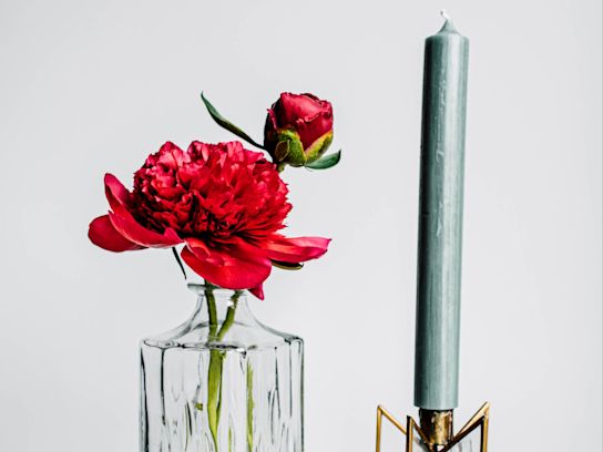 pioenen,rood,belgravia,21 (3)