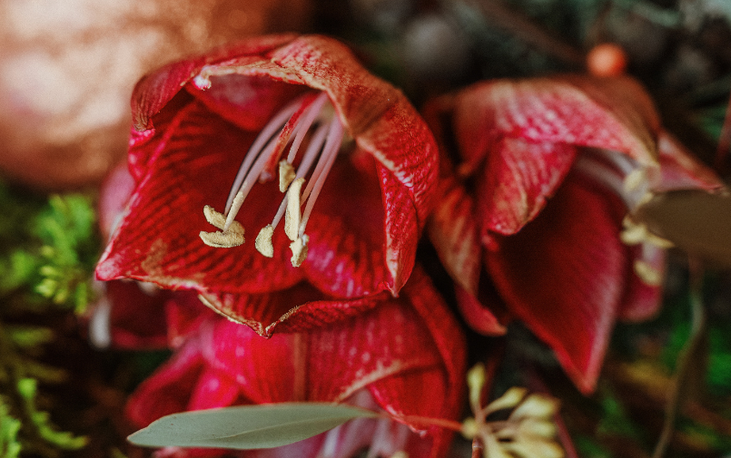 Amaryllis bloemengroothandel Greenflor