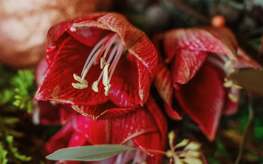 Amaryllis bloemengroothandel Greenflor
