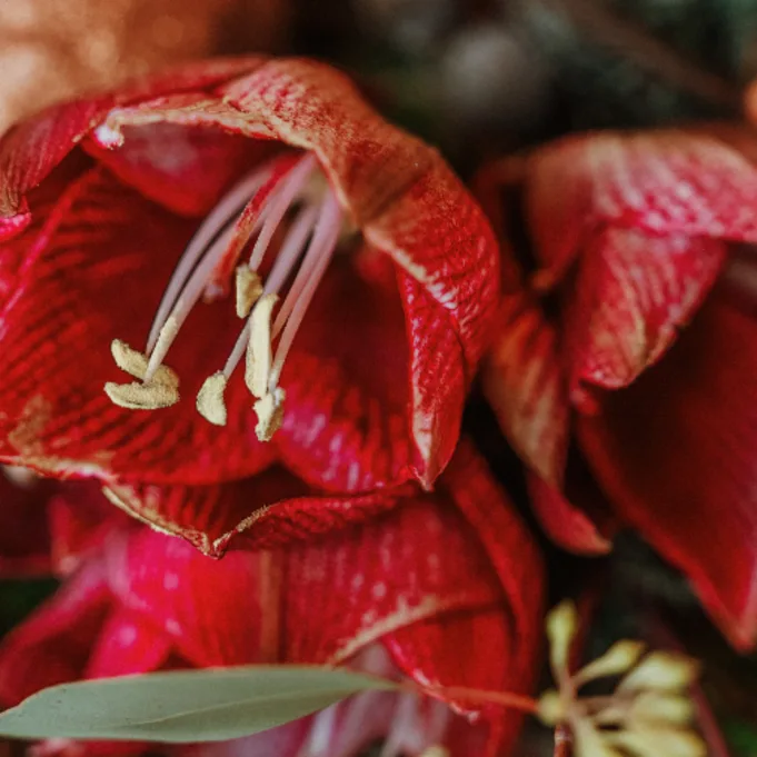 Amaryllis bloemengroothandel Greenflor