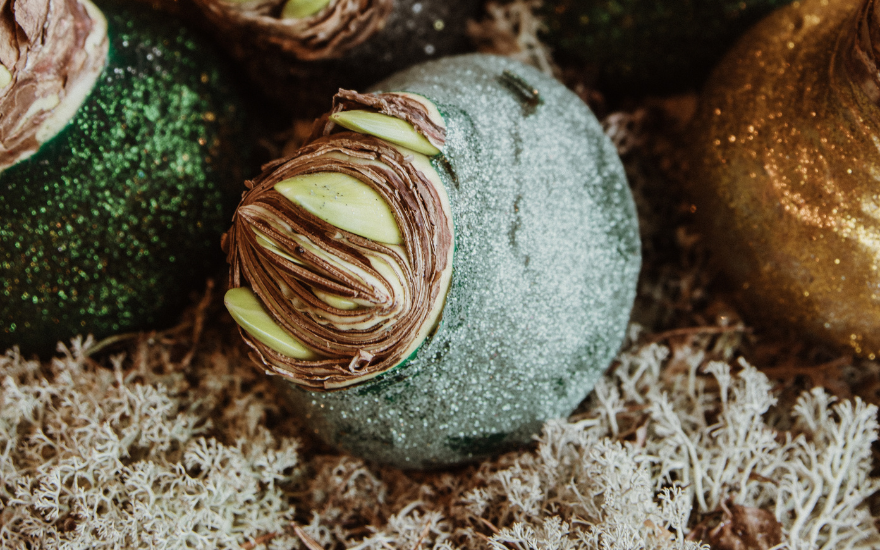 glitter wax amaryllis bulbs
