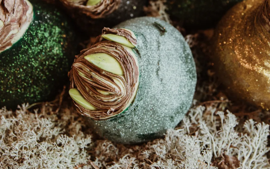 glitter wax amaryllis bulbs