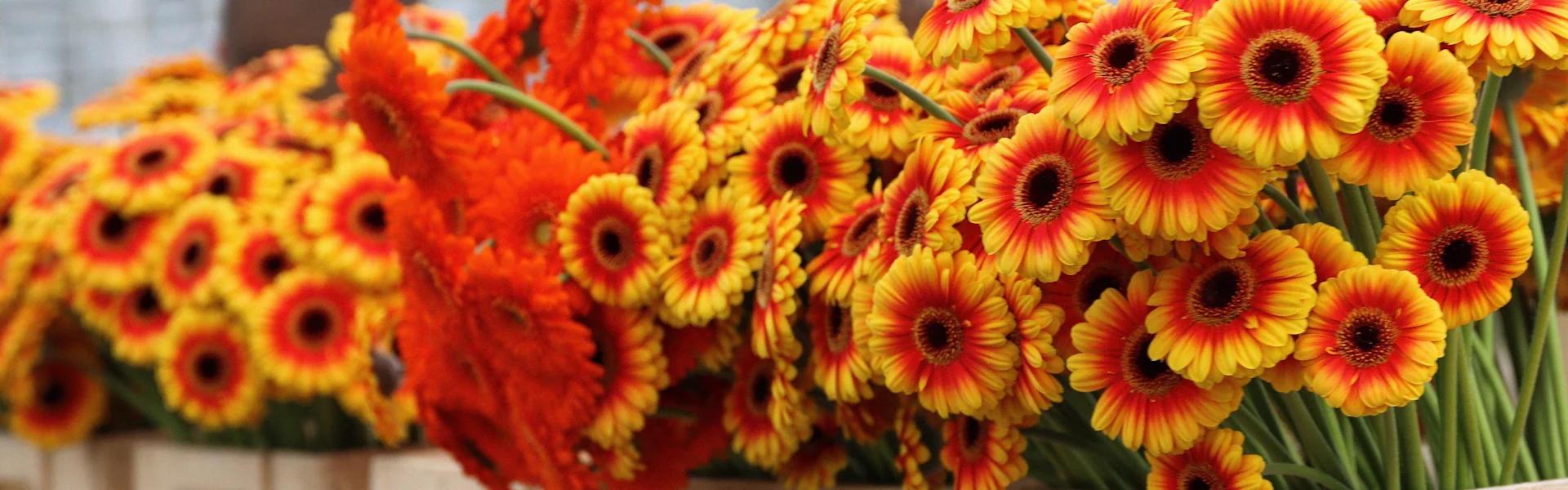 een oase van gerbera’s en germini’s
