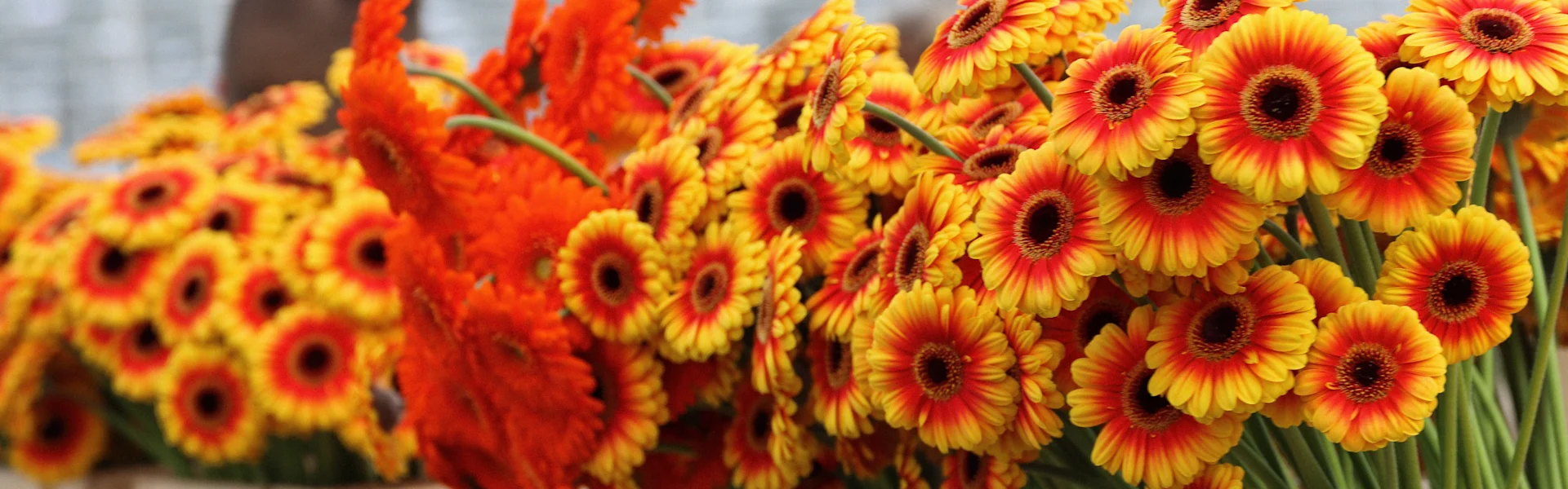 eine oase aus gerbera und germini