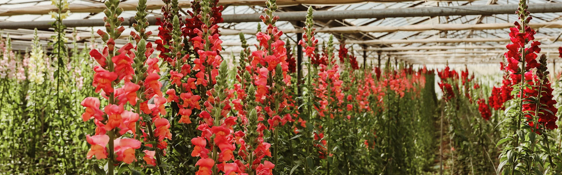 two-meter-tall french snapdragons