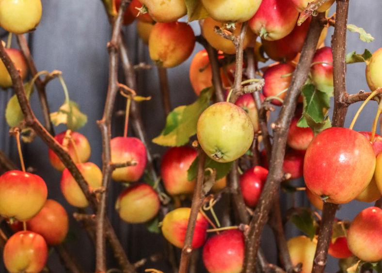 malustakken,herfst,2025