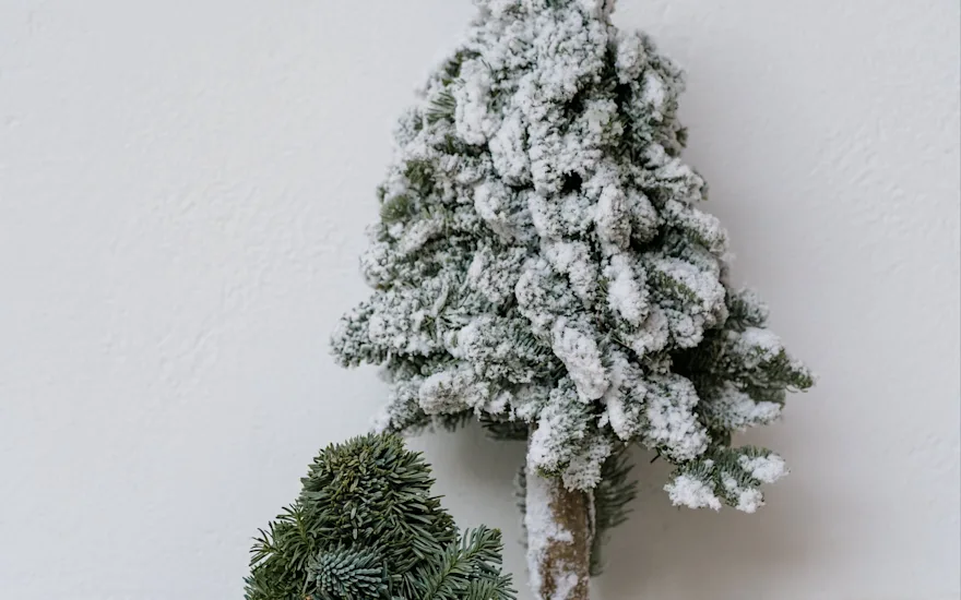 nobilis,groen,22 (3)