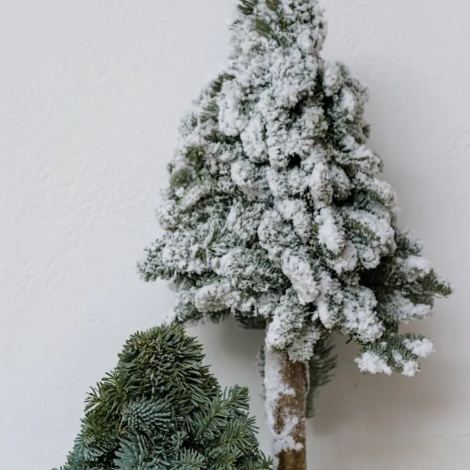 nobilis,groen,22 (3)