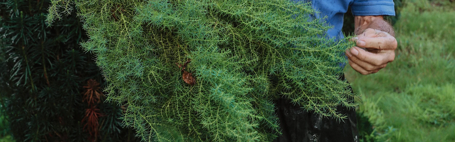 het groene hart van de kerst
