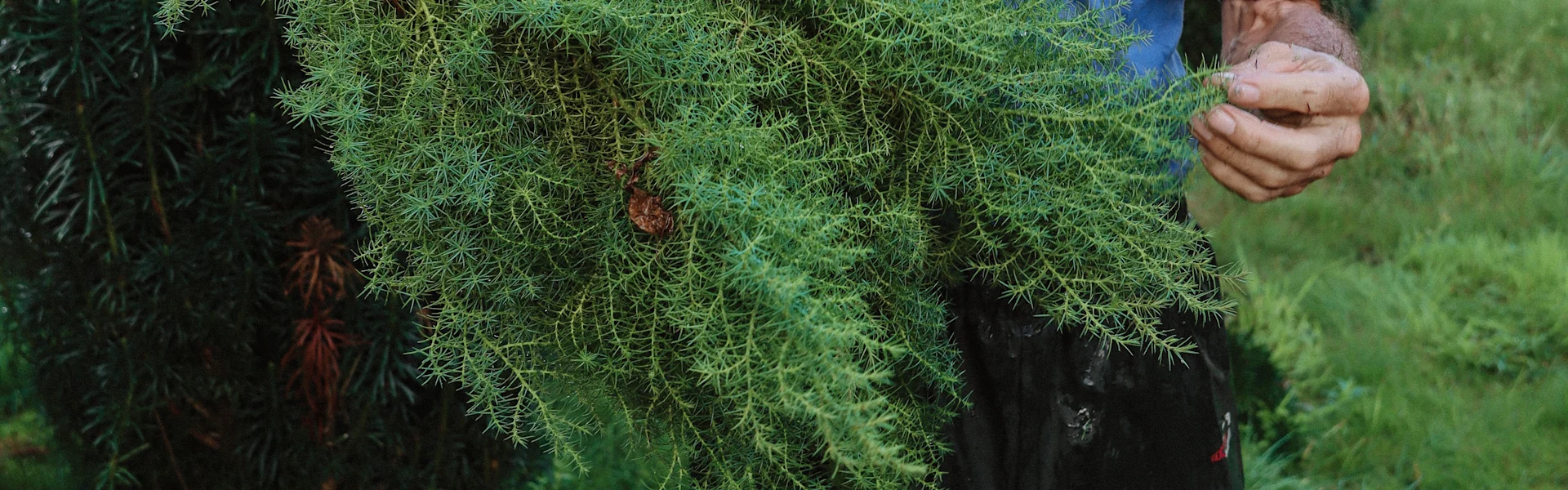 the green heart of christmas