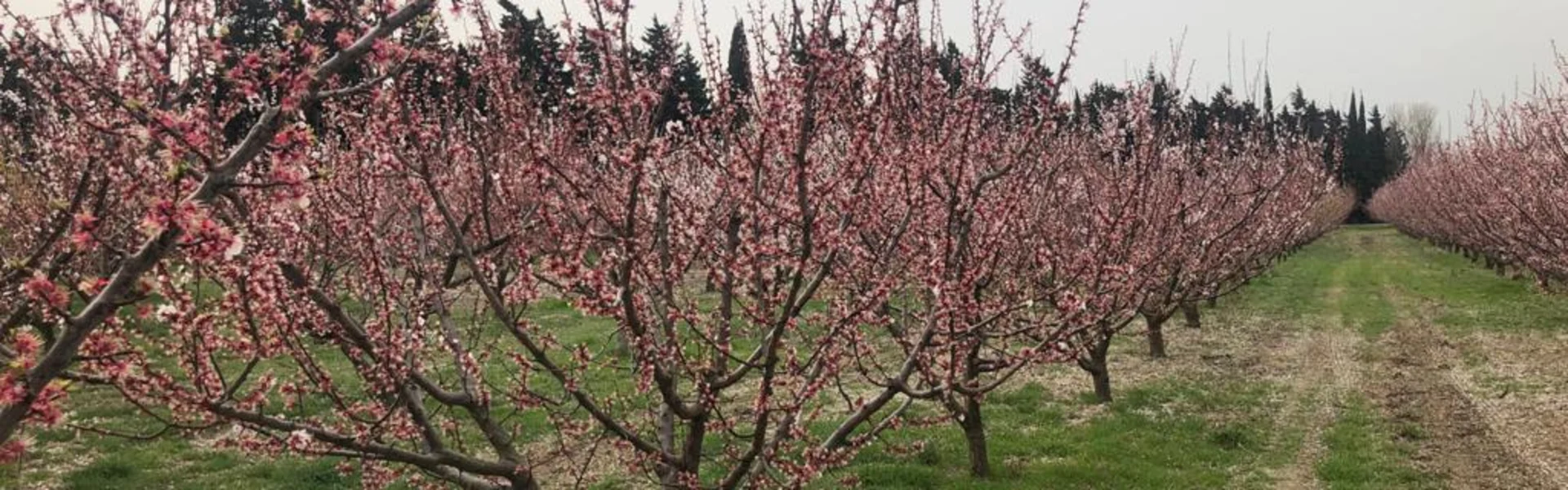 Beautiful peach blossoms on Italy's Floral Riviera