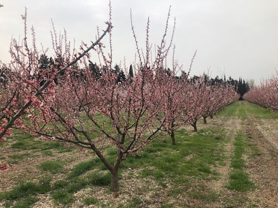 peachblossom,white,21 (1)