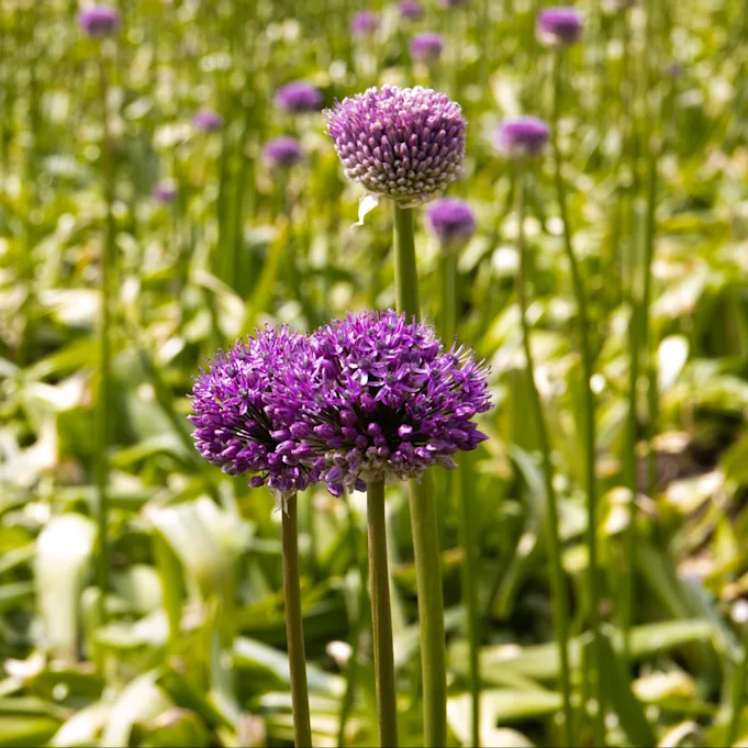 allium,paars,24 (10)