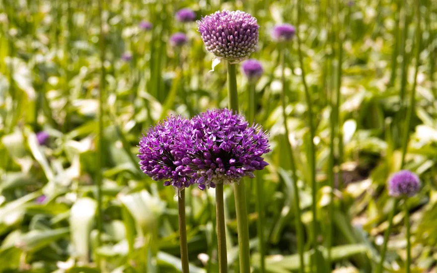 allium,paars,24 (10)