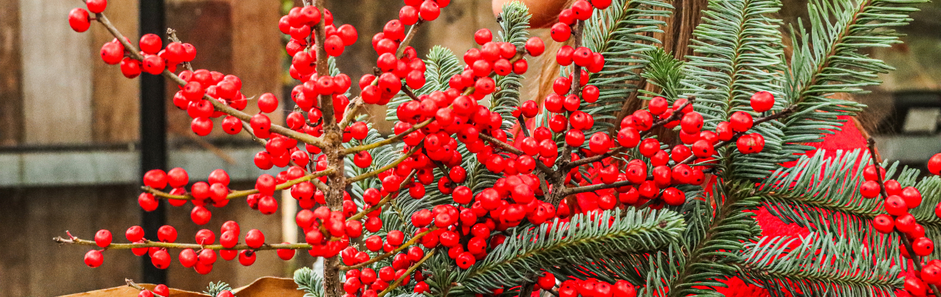 holly with a luxurious glow