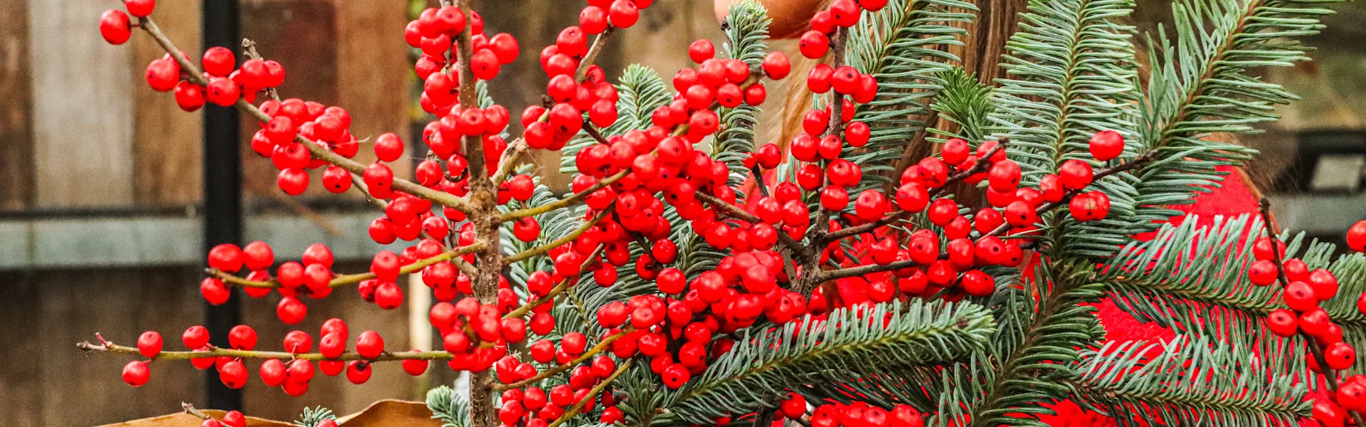 ilex mit luxuriösem glanz