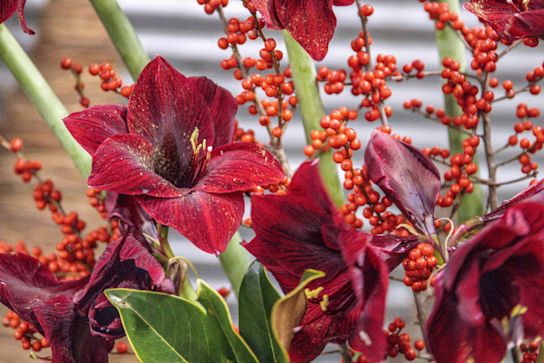 amaryllis,winter,25 