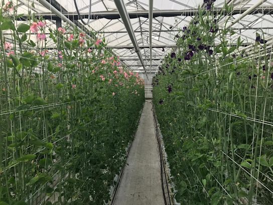 Lathyrus,mix,21 (1)