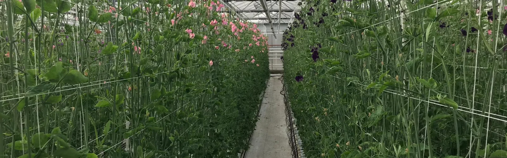 Een bloem vol geur en kleur