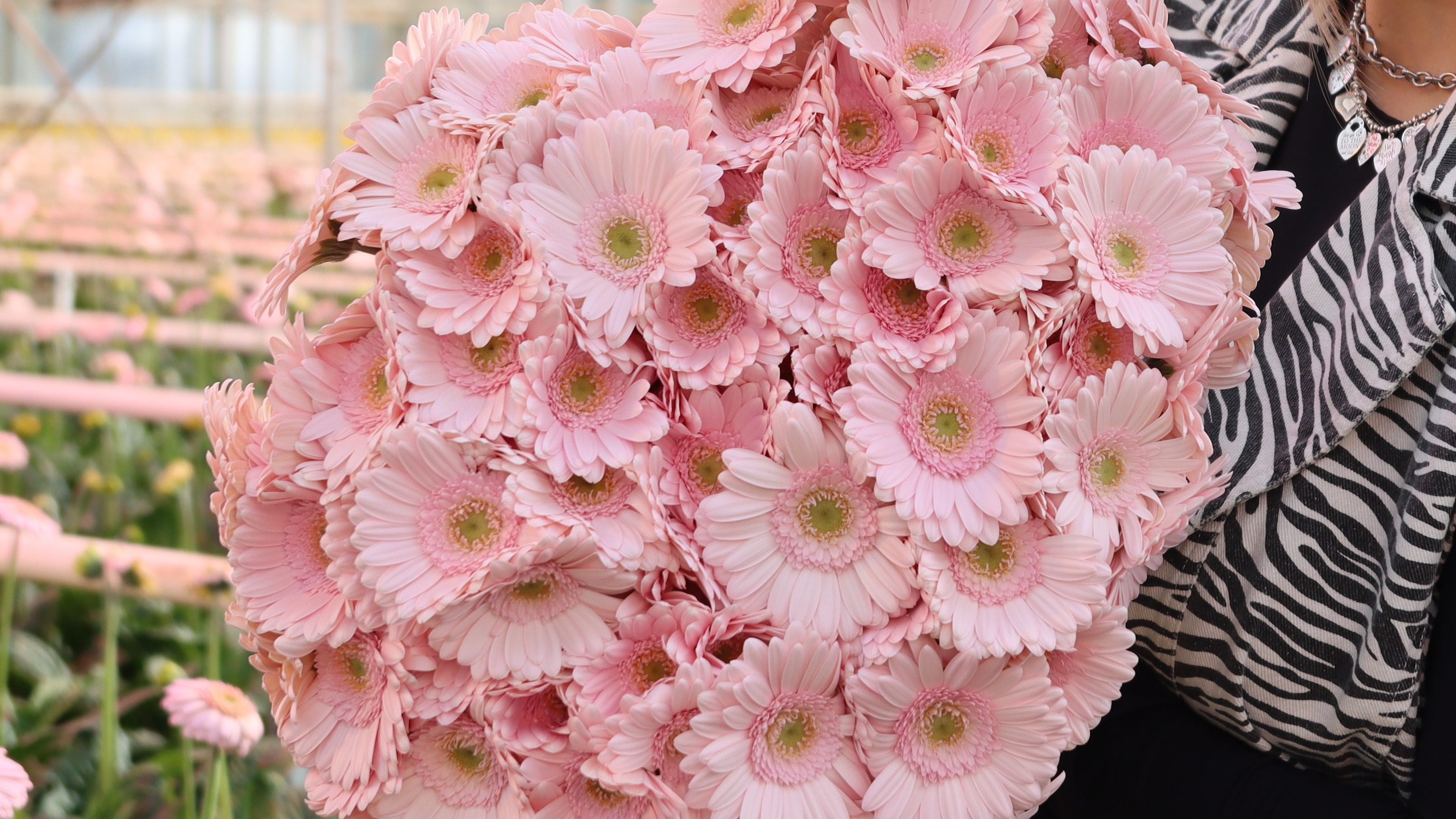 ein blumenparadies voller germinis