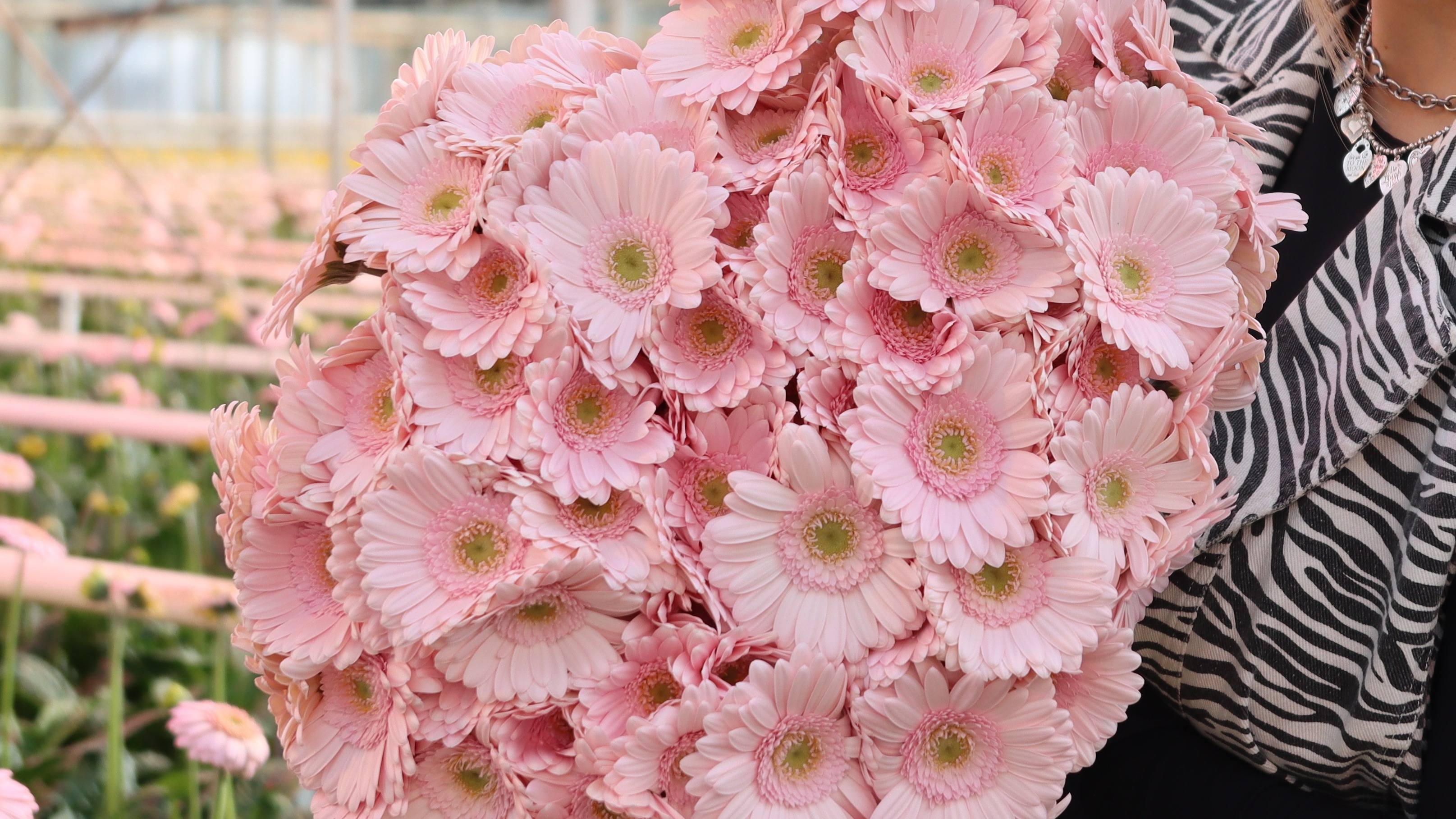 a flower paradise of germinis