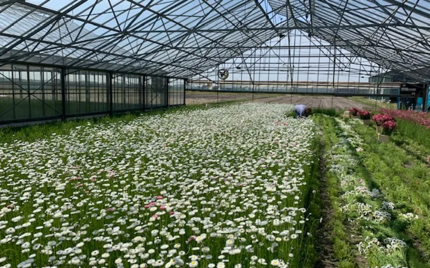 driedhelipterum,white,20 (2)