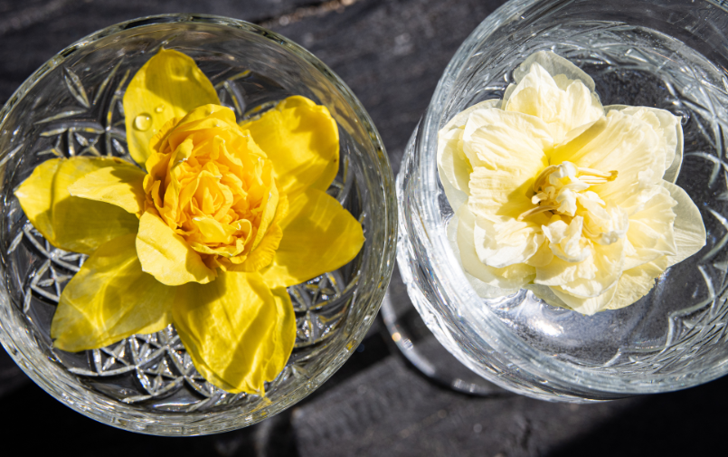 Narcisses : fleurs printanières fraîches | Greenflor