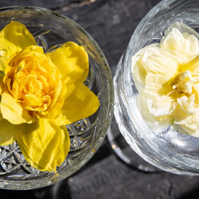 Narcisses : fleurs printanières fraîches | Greenflor