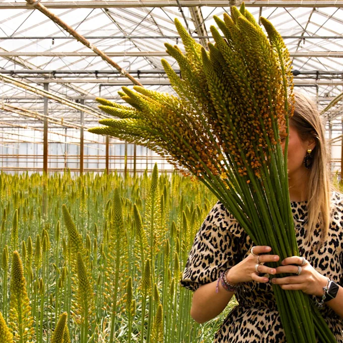 eremurus,geel,24 (9)