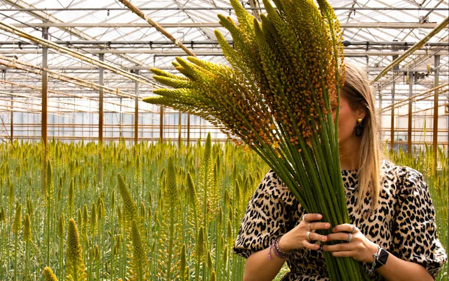 eremurus,geel,24 (9)