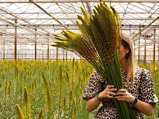 eremurus,geel,24 (9)