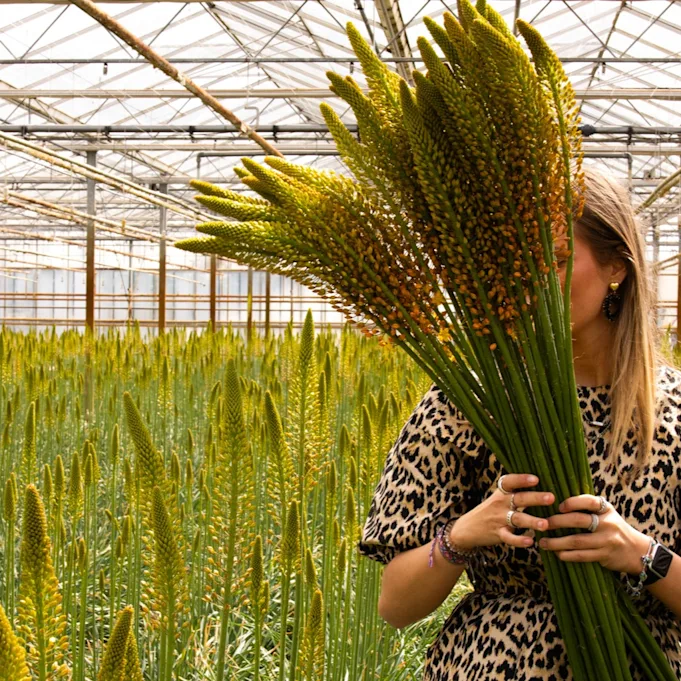 eremurus,geel,24 (9)