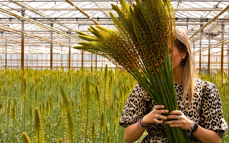 eremurus,geel,24 (9)