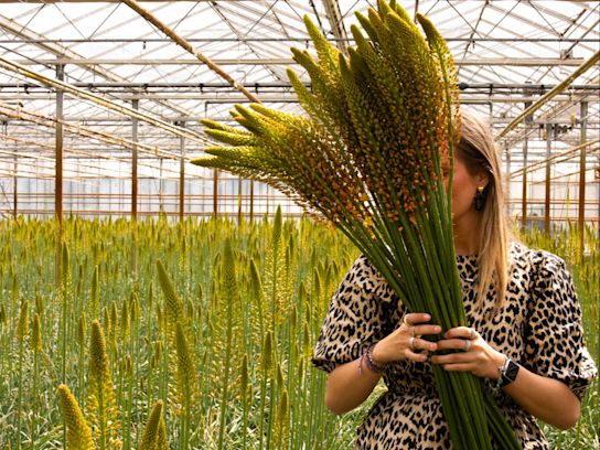 eremurus,geel,24 (9)