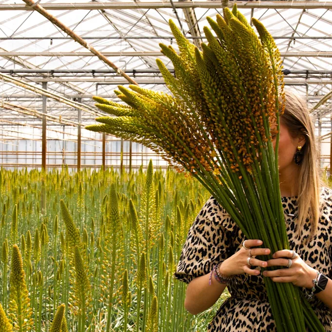 eremurus,geel,24 (9)