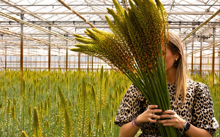 eremurus,geel,24 (9)