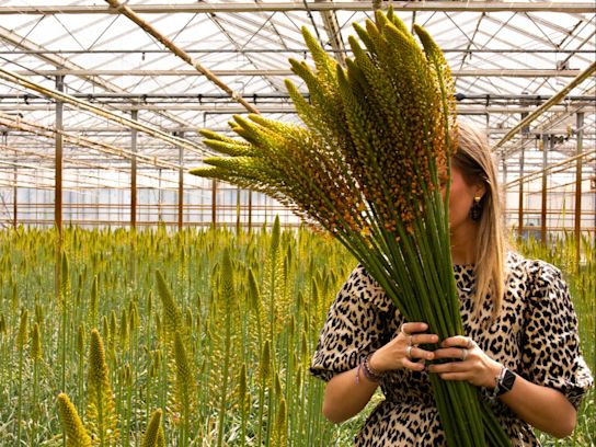 eremurus,geel,24 (9)