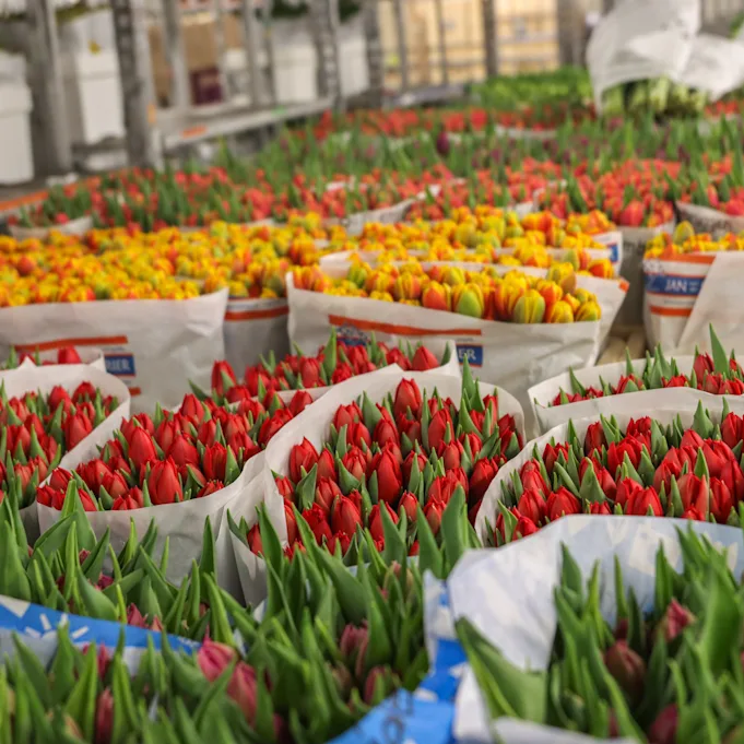 tulpen,retailfowers,mix,24 (8)